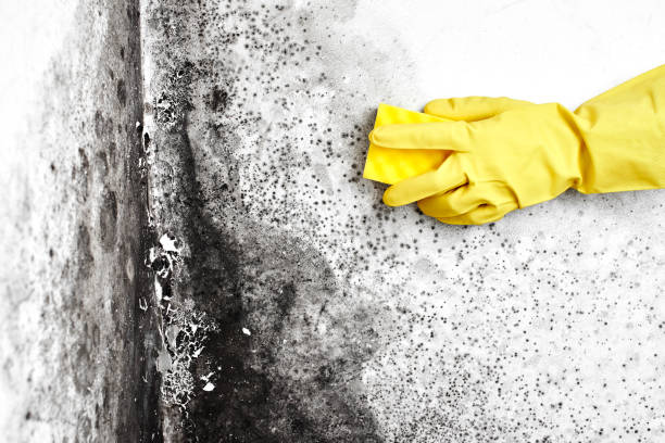 Best White Mold Remediation in Dilley, TX