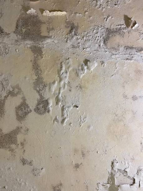 Best Crawl Space Mold Remediation in Dilley, TX