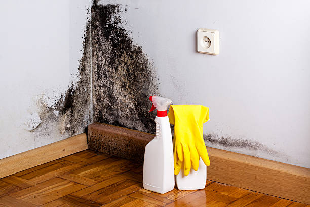 Best Preventive Mold Services in Dilley, TX