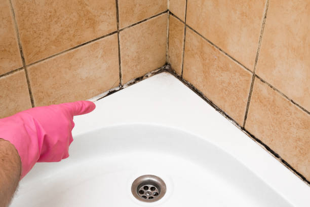 Best Black Mold Remediation in Dilley, TX